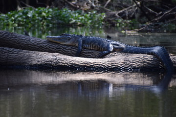 crocodile in wildlife