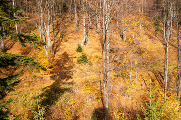 Mountain Jaworzyna Krynicka in Beskid Sądecki