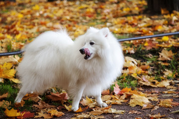 Beautiful White Japanese Pomeranian walks in the Park in autumn