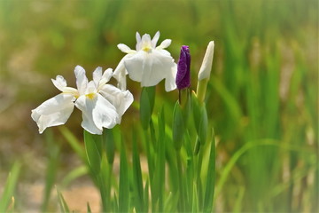 美しい花菖蒲