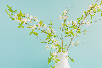 Floral background decorated blooming cherry flowers branch, bright blue backdrop for spring time season design