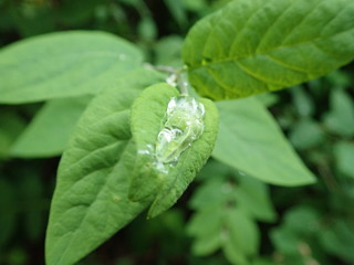 motning dew water drop on a green leaf