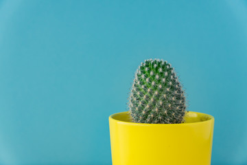 Close up of Mammillaria cactus in yellow ceramic pot on blue background. Domestic gardening, Copy space for text.