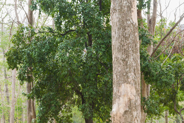 Teak Trees in Thailand precious hardwoods one of the last major areas of tropical forest in Asia	