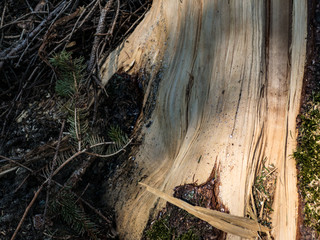 resion on a broken tree trunk