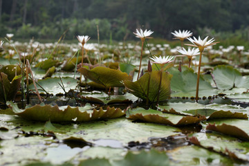 Obraz na płótnie Canvas waterlilies in pond