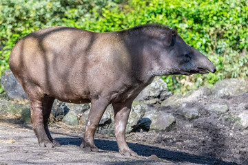 Tapir, young animal standing, profile
