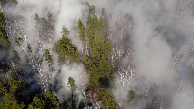 Forest on hillside, huge wildfire with thick black smoke