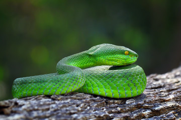 trimeresurus isularis, venomous snakes on the branch