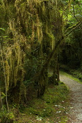 Fototapeta premium Lake Wombat Walk in Westland Tai Poutini National Park,West Coast on South Island of New Zealand 