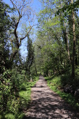 path in the forest