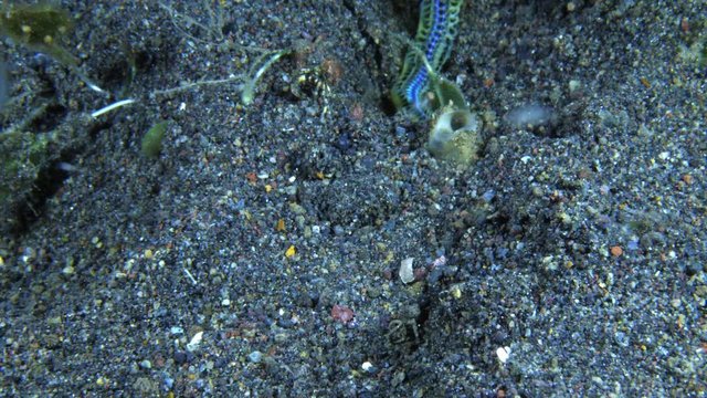 A very rare fireworm crawls along the seabed. Underwater macro video 4k. Night diving in Tulamben, Bali, Indonesia. 