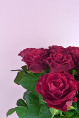 Bouquet of roses isolated on pastel background. Happy mothers day, women's day, wedding and valentines day. Greeting card with copy space.