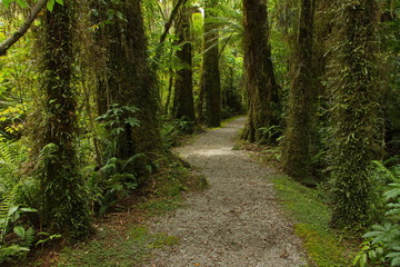 Fototapeta premium Trees at Kahikatea walk an Lake Kaniere on West Coast on South Island of New Zealand 