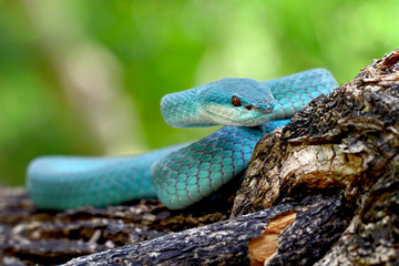 trimeresurus isularis, venomous snakes on the branch