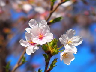 Naklejka na ściany i meble 満開の桜と青空
