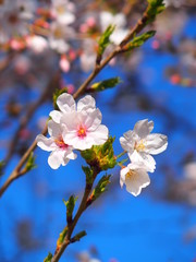 満開の桜と青空