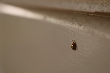 Inseto brilhante desfocado