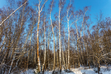 View of snow-covered trees winter forest. As a creative theme background for greeting card with the New Year. Winter landscape for calendar