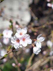 咲き始めた桜の花