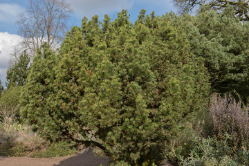Green Foliage and Cones of an Evergreen Conifer Dwarf Mountain Pine Tree (Pinus mugo 'Mops') Growing in a Garden in Rural Devon, England, UK