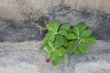 Planta entre pedras
