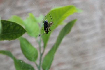 Aranha comendo um inseto