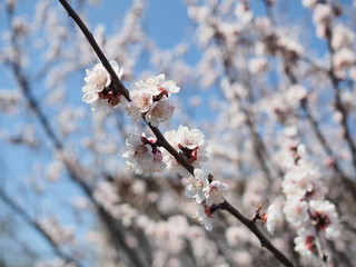 Sakura flowers blooming. Beautiful pink cherry blossom