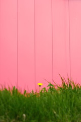 Dandelion on a pink background.
Yellow dandelion grows in the grass near the pink wall.
