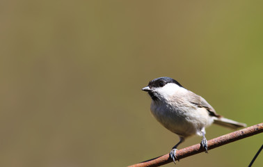 A black-eyed willow tit sits on a branch on a blurred yellow-green background ..