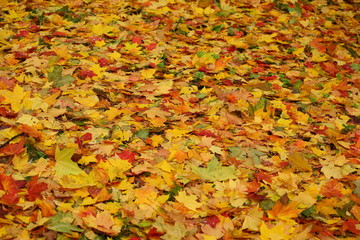Bright autumn yellow orange red leaves on earth