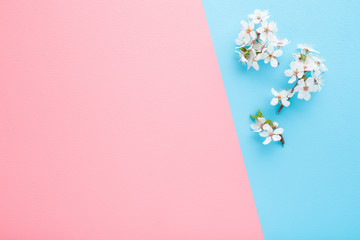 Fresh branches of white cherry blossoms on light blue table background. Pastel color. Closeup. Empty place for inspirational text, lovely quote or positive sayings on pink side. Top view. Two sides.