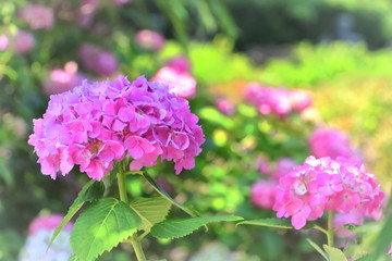 美しいアジサイ