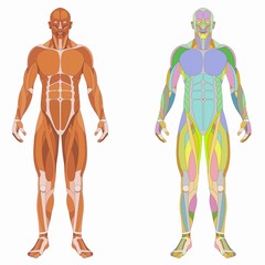 illustration of a human muscle body, vector drawing