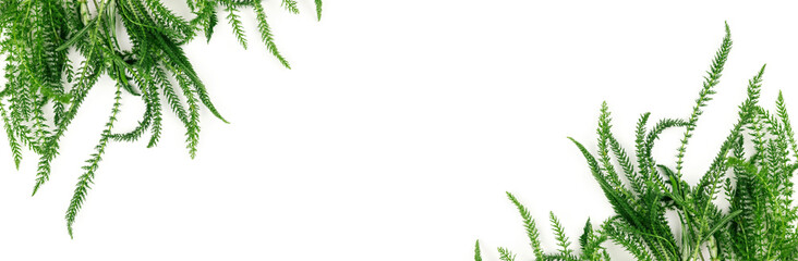 Banner made from fresh herbs on white background.