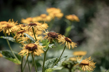 Obraz premium Wild flowers (Inula helenium) growing at the edge of the woods