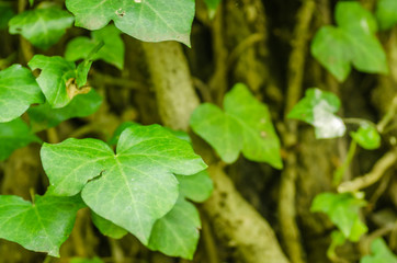 Stems showing the rootlets used to cling to walls and tree trunks.