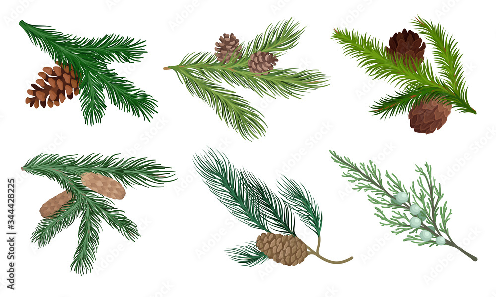 Poster pine and fir tree branches with fir cones vector set