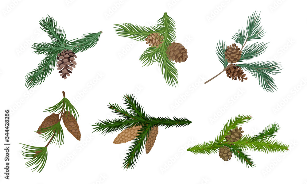Poster pine and fir tree branches with fir cones vector set