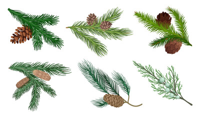Pine and Fir Tree Branches with Fir Cones Vector Set