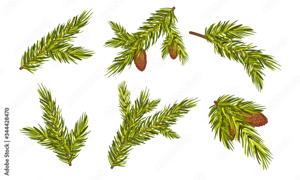 Poster fir tree branches with fir cones hanging from it vector set
