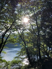 Obraz premium 箱根の木漏れ日１