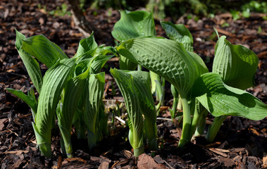 large leaves of large green flowers with longitudinal veins are currently growing in the bark bed