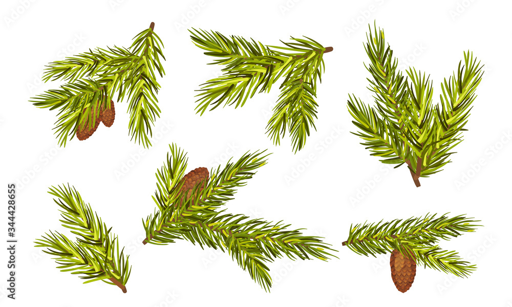 Poster fir tree branches with fir cones hanging from it vector set