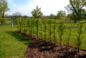 hornbeam hedge in spring lush leaves let in light trunks and larger branches can be seen natural...