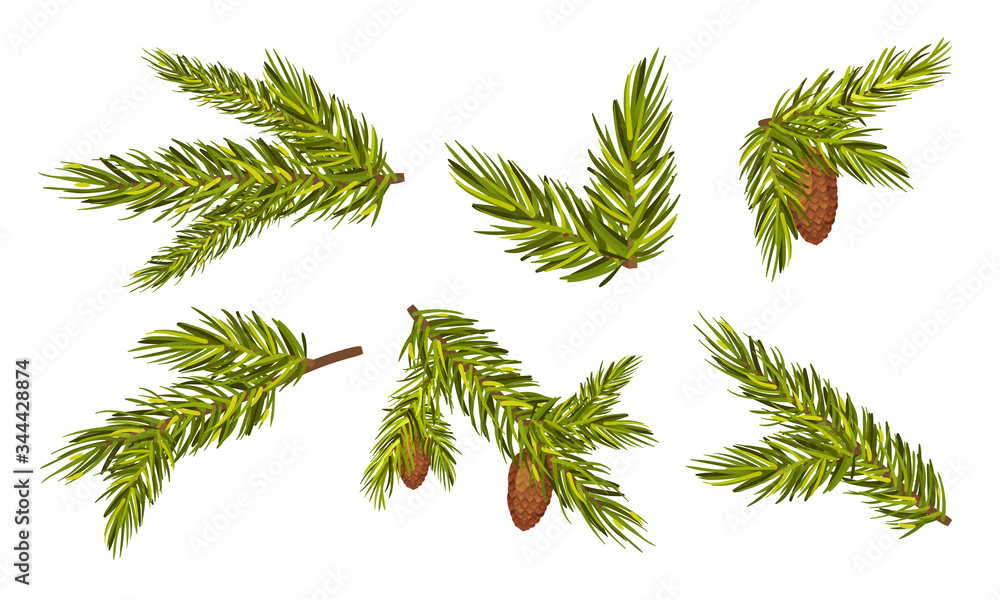 Poster fir tree branches with fir cones hanging from it vector set