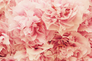 Beautiful pink and white peony flowers in full bloom.