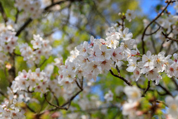 満開の桜