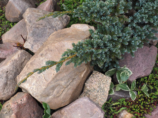 Juniperus squamata blue and variegated leaves of vinca minor in a rocky garden closeup, top view....