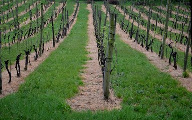 vineyard with wooden poles on the slope view from the mountain after the rain grassy lawn under the...